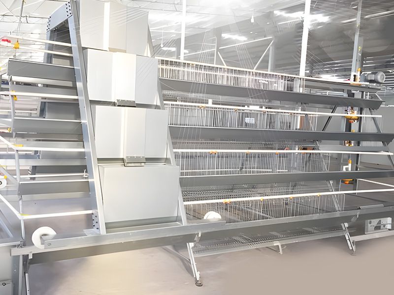 階梯式自動(dòng)化養(yǎng)殖設(shè)備